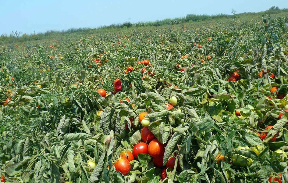 Поле помидоров фото Особенности применения гербицидов при выращивании томатов Agropk.by Дзен