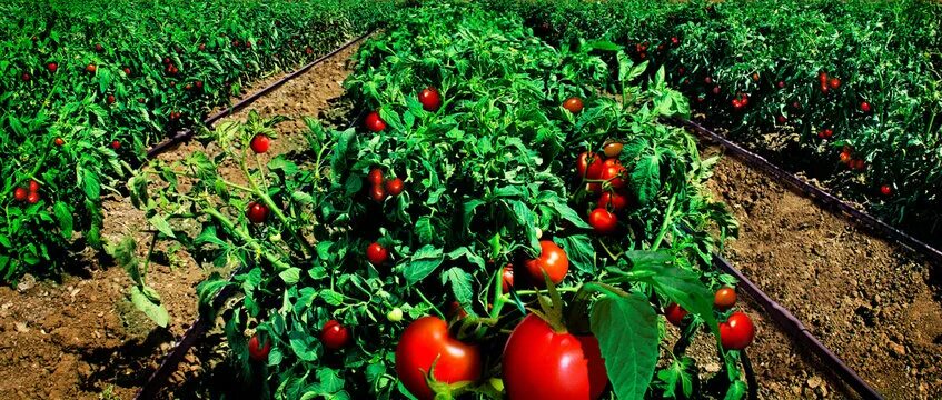 Поле помидоров фото Tomato Field Изображения: просматривайте стоковые фотографии, векторные изображе