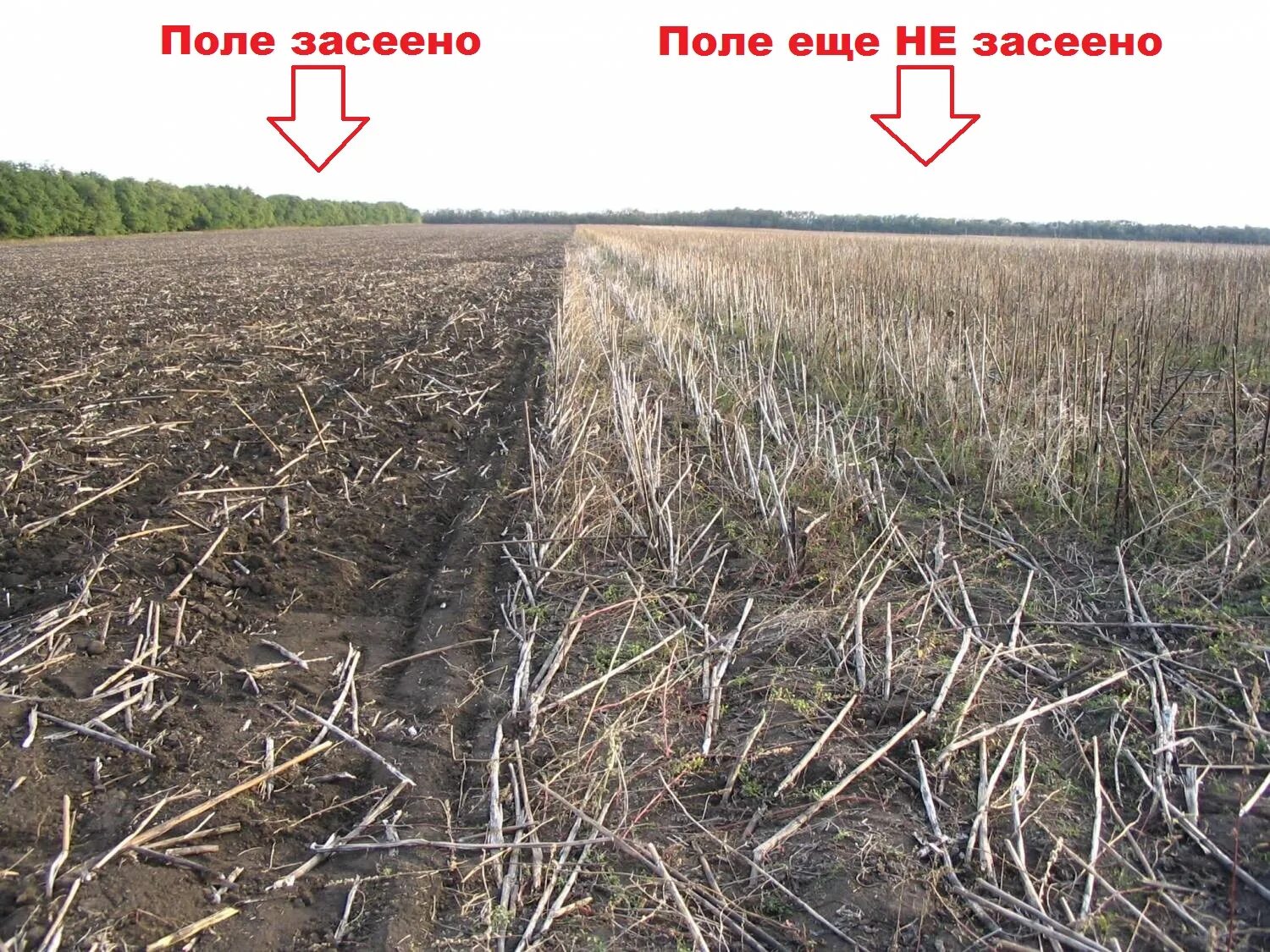 Поле после уборки урожая фото No-Till технология, прямой посев, преимущества метода