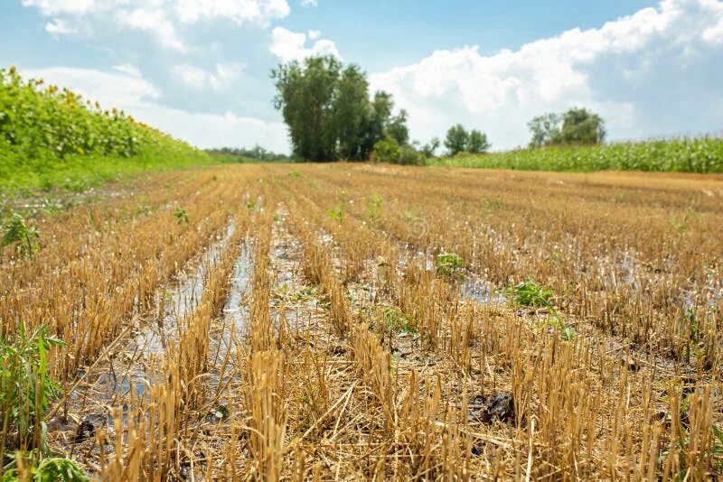 Поле после уборки урожая фото Wheat Field after Harvesting by Combine. Clipped Wheat Stock Image - Image of co