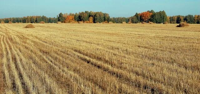 Поле после уборки урожая фото Урожай 6 букв - найдено 88 картинок