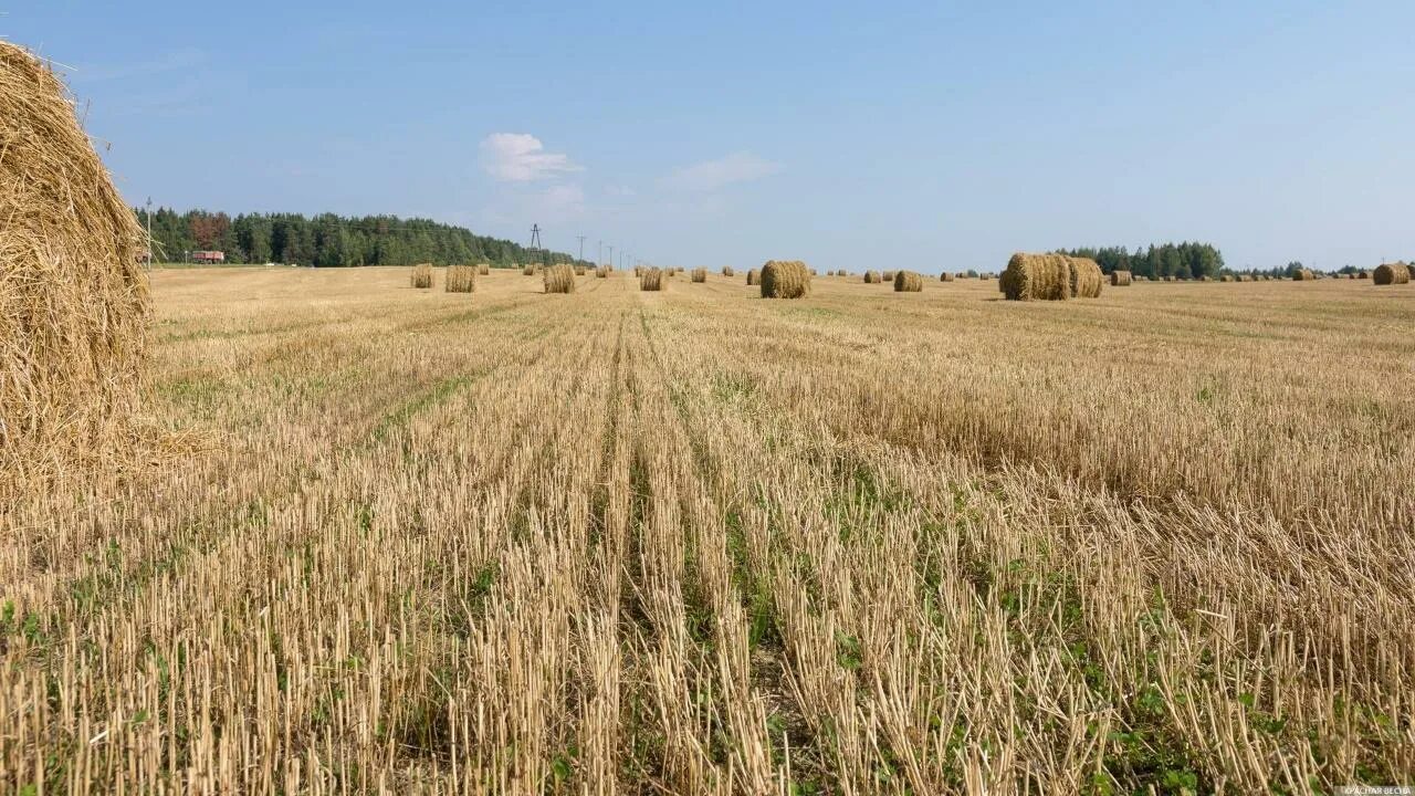 Поле после уборки урожая фото Коп на возделываемом поле - Страница 3 - Табу "белого" копателя - Форум кладоиск