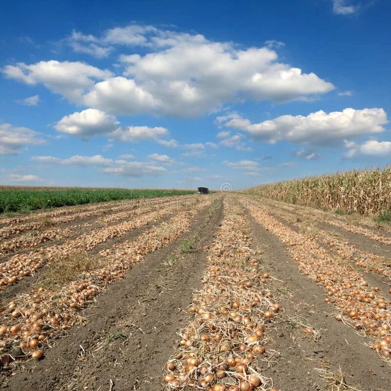 Поле после уборки урожая фото Agricultural Scene, Onion in Field after Harvest Stock Photo - Image of dirt, cl