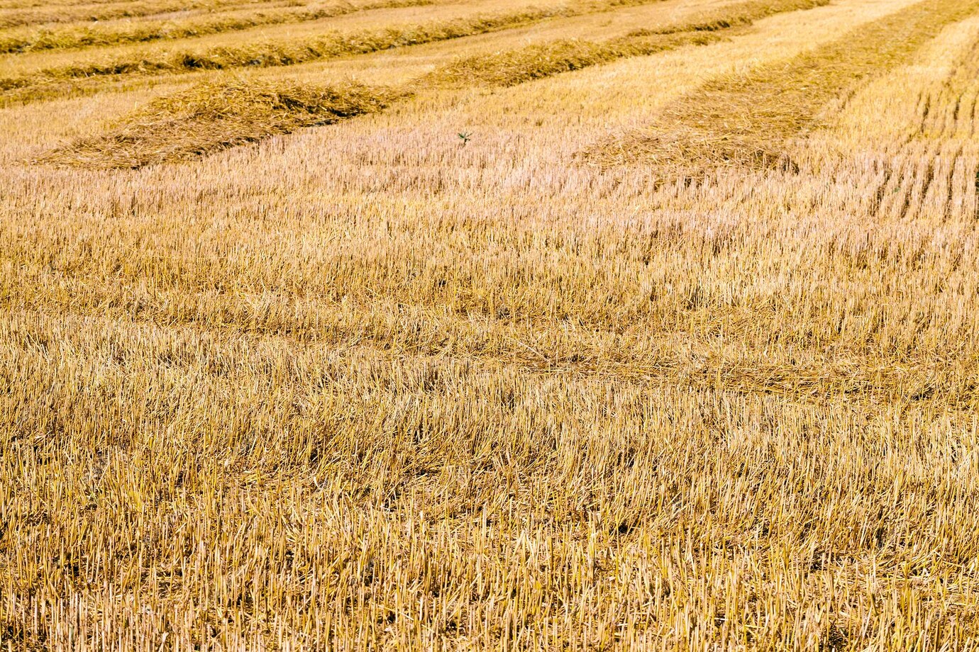 Поле после уборки урожая фото Premium Photo Harvesting cereals Agriculture