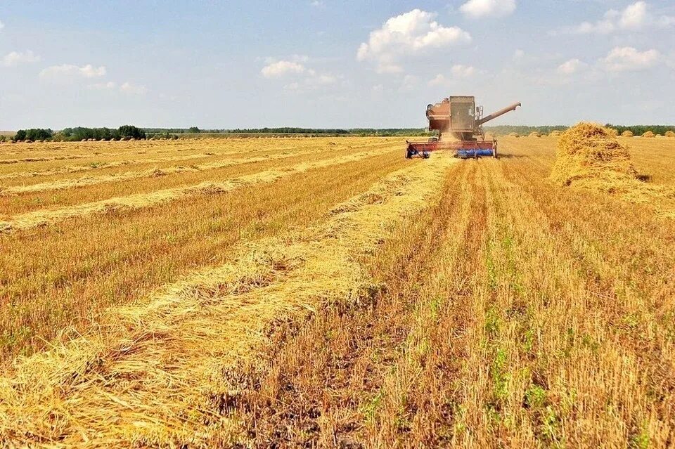 Поле после уборки урожая фото Незамаевские рекорды - KP.RU