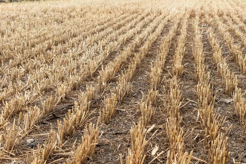 Поле после уборки урожая фото Grains, Wheat, Cereals Field after Harvesting Agriculture Farming Rural Economy 