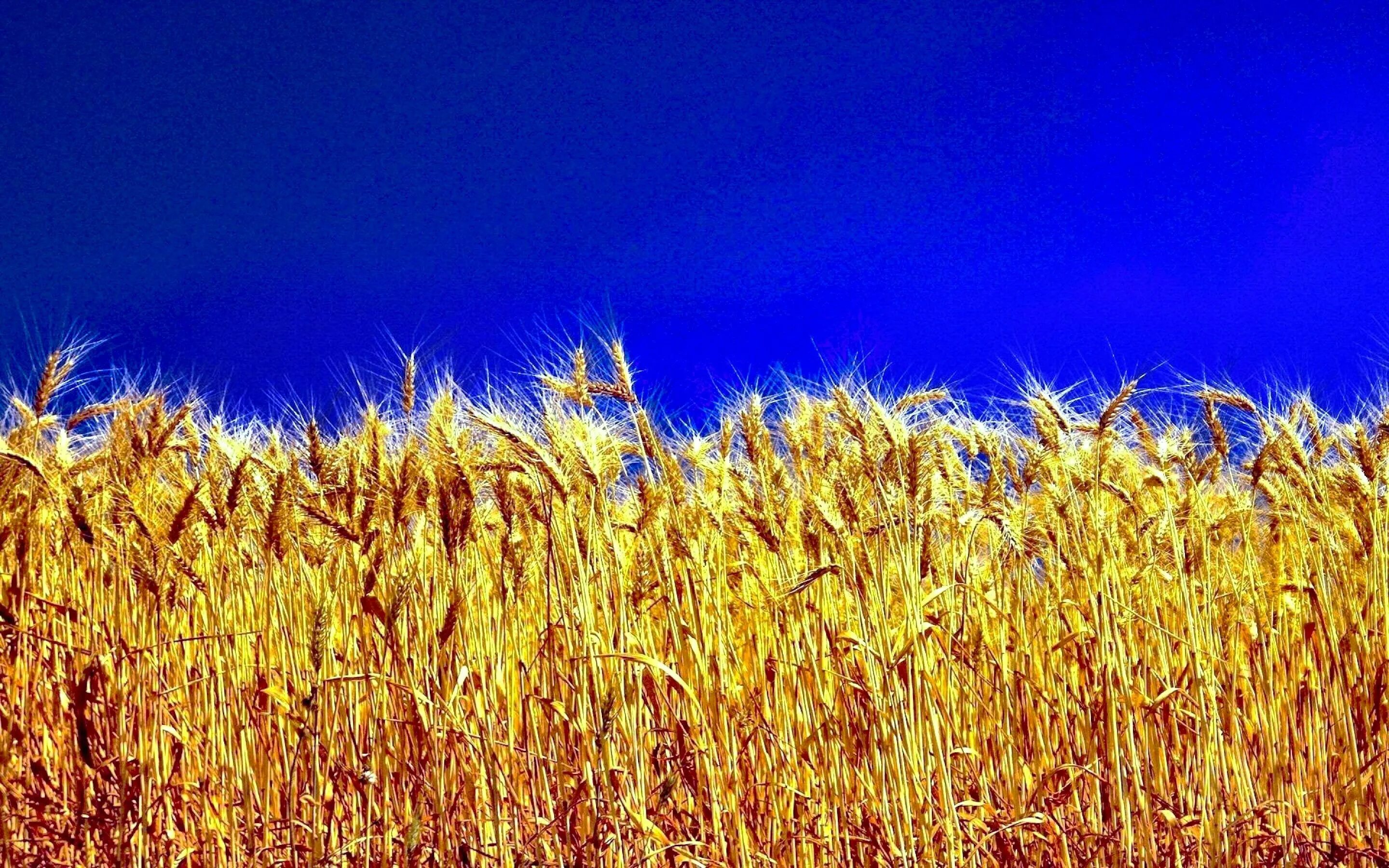 Поле пшеницы фото Free screensaver wheat image (Buck Leapman 2880x1800) Пшеница, Природа, Пейзажи