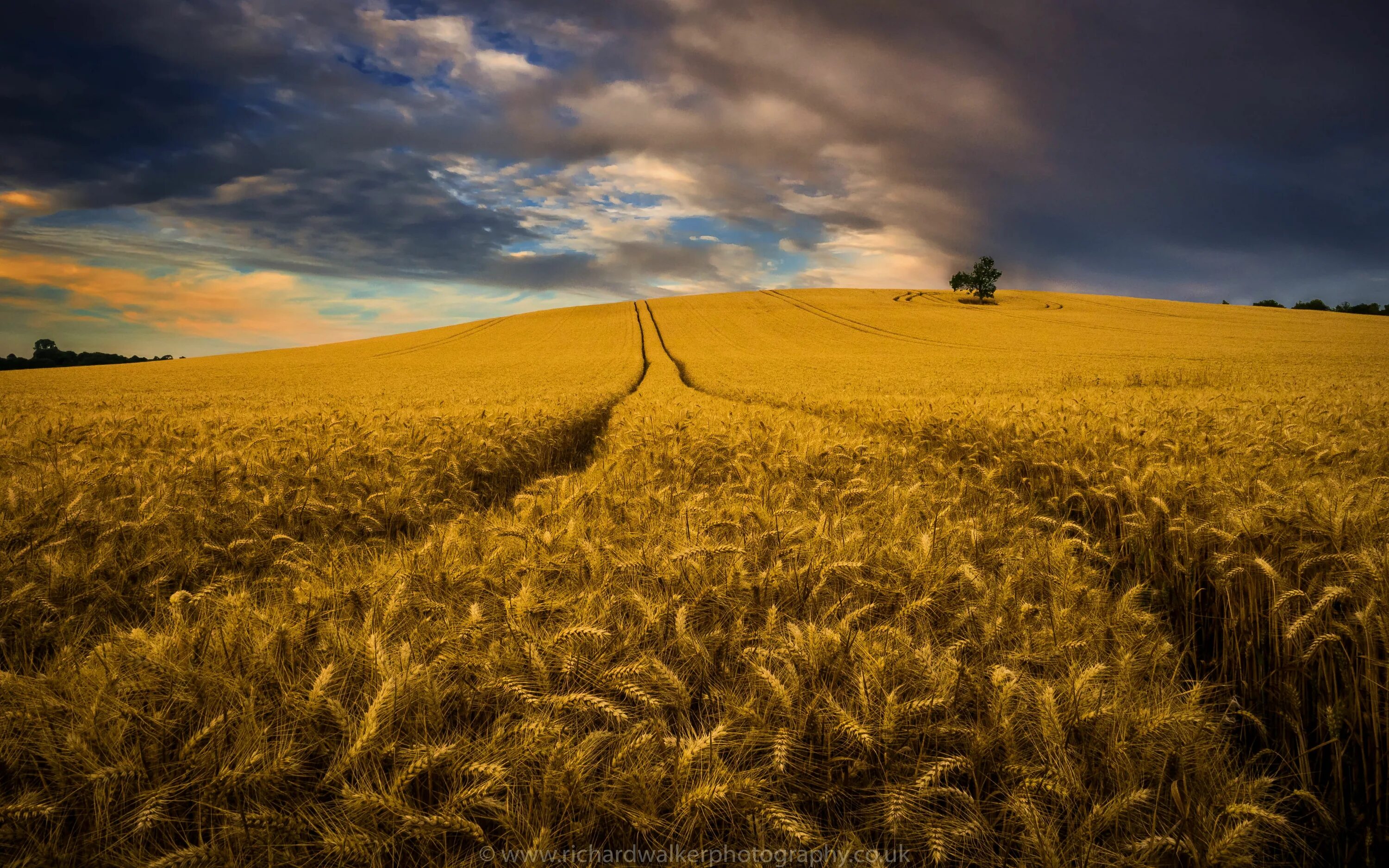 Поле пшеницы фото HD wallpaper: wheat field under cloudy sky, Harvest, clouds, crops, landscape ph