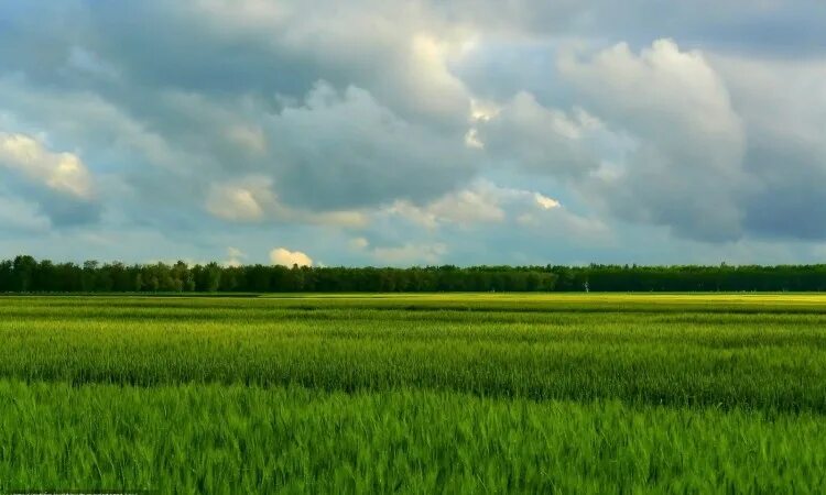 Поле реальное фото Перечень свободных земель для сельскохозяйственных товаропроизводителей. Новости