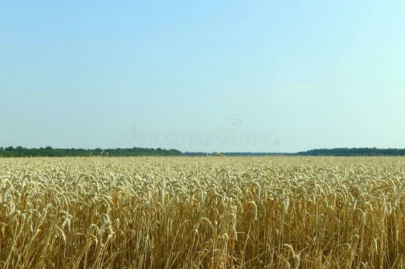 Поле реальное фото Nature Background. Landscape Horizon Line of Ripe Wheat and Blue Sky Stock Photo