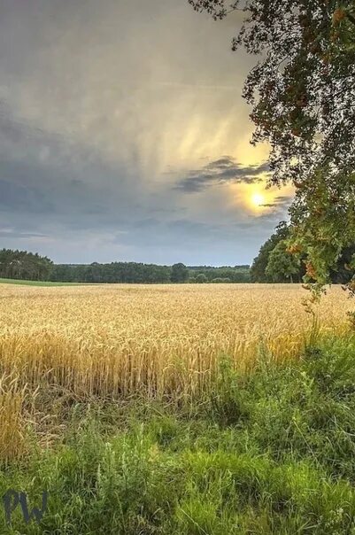 Поле реальное фото Фотографии на стене сообщества - 80 фотографий ВКонтакте