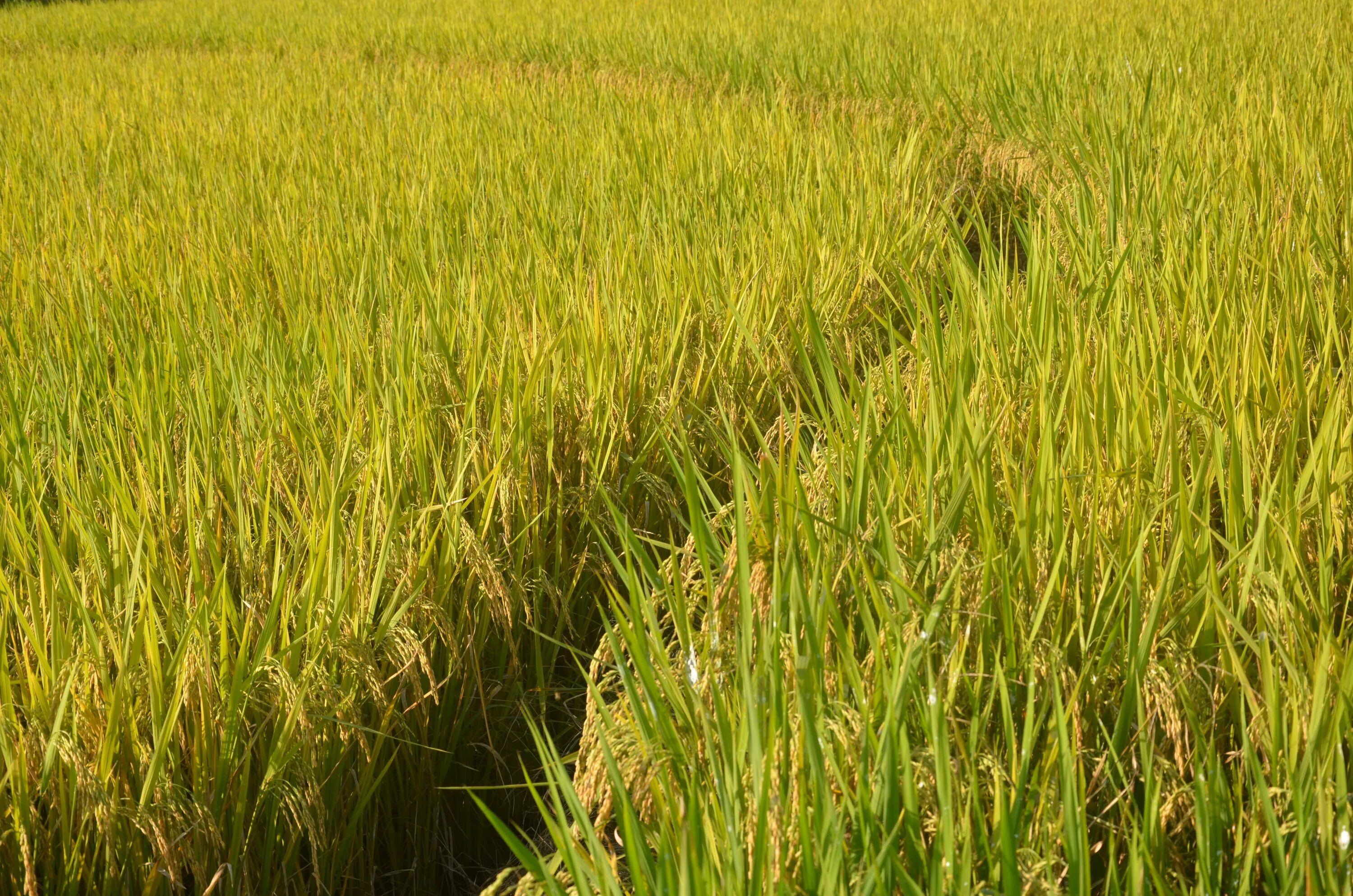 Поле риса фото Free Images : path, lawn, meadow, barley, wheat, prairie, food, crop, pasture, a