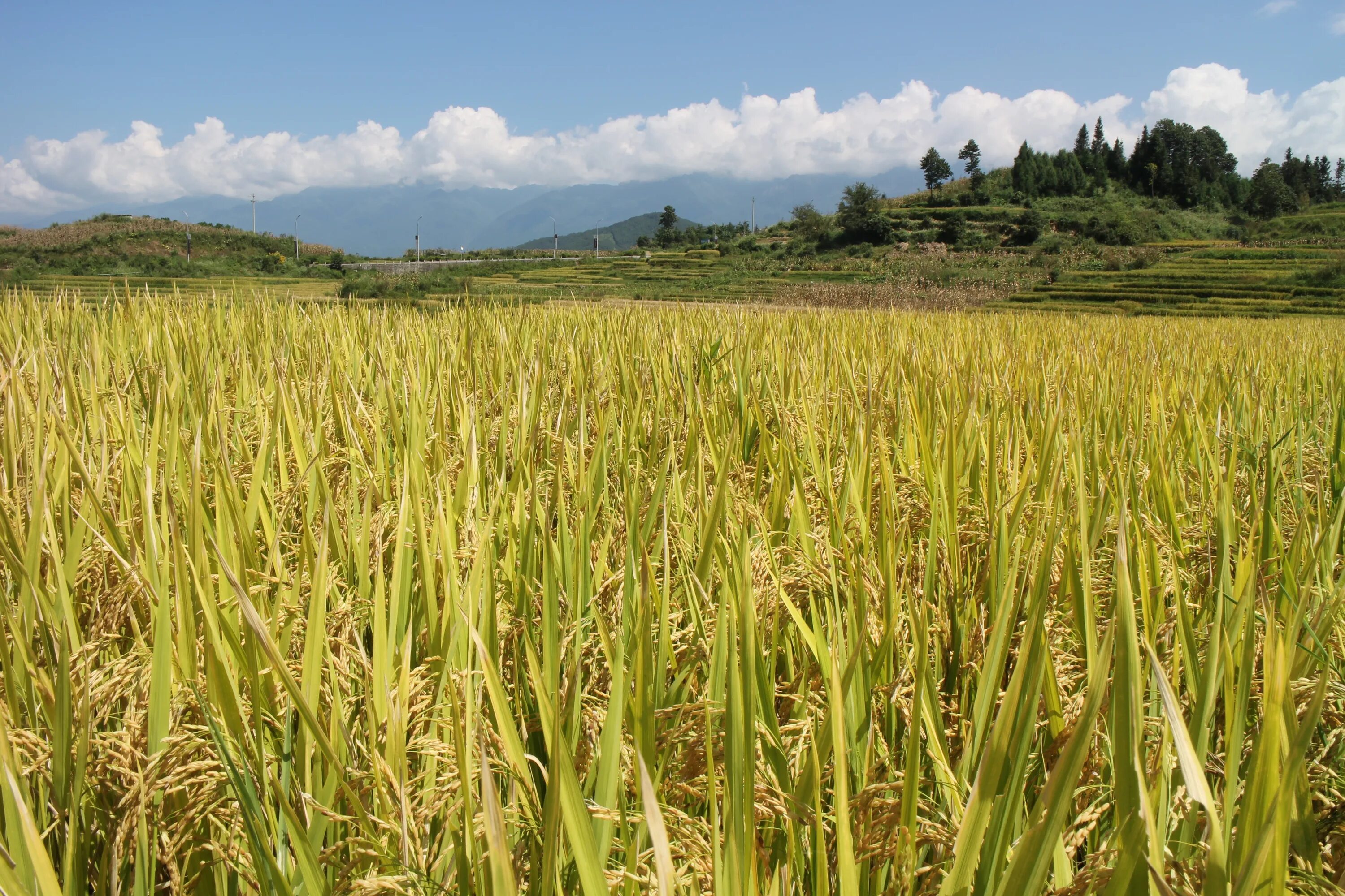 Поле риса фото Landscape of rice crop on the field free image download