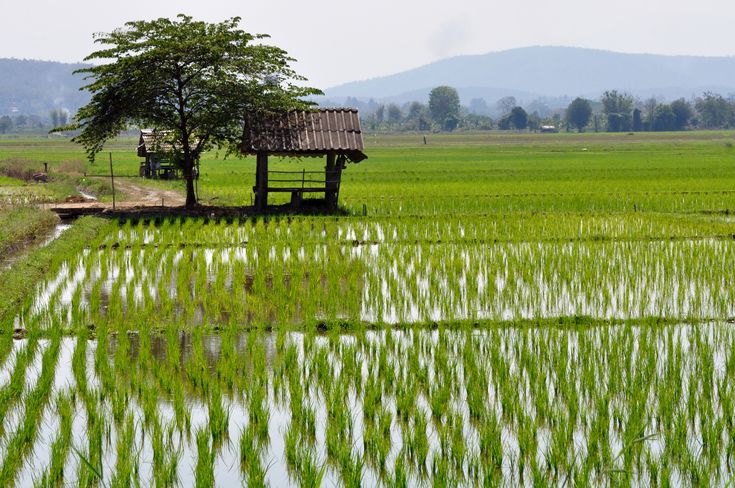 Rice Field Thailand Images, HD Pictures For Free Vectors Download - Lovepik.com