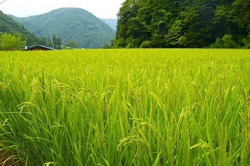 Поле риса фото Philippines To Pioneer Hybrid Rice Farming In Malaysia Through SL Agritech, Test