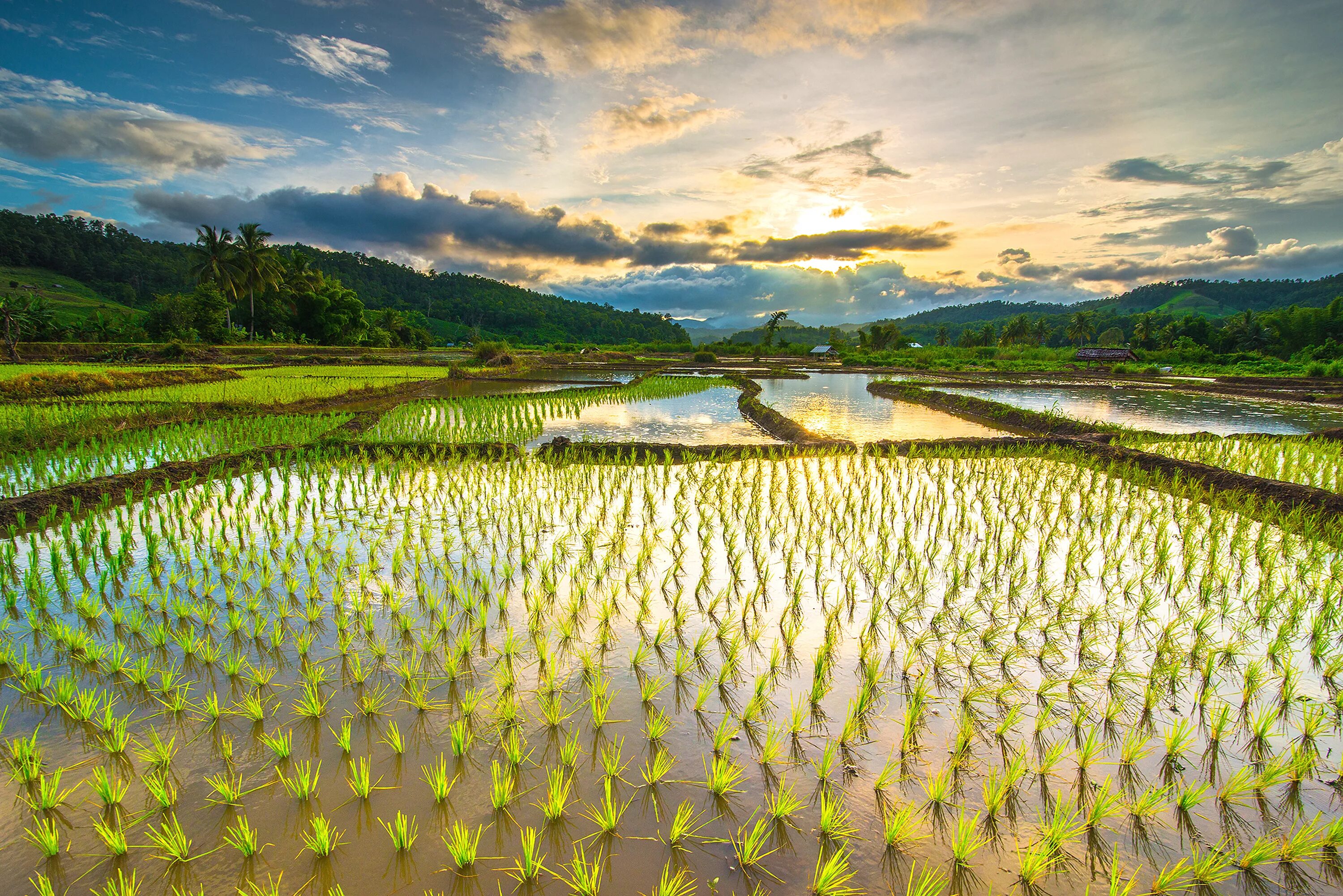 Поле риса фото Manipulating plant enzymes could protect crops from flooding University of Oxfor