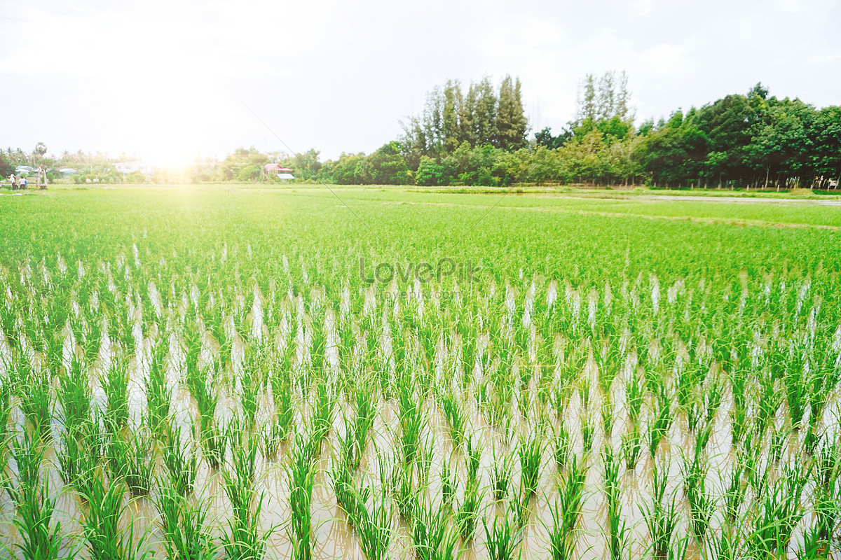 Поле риса фото Rice Field Thailand Images, HD Pictures For Free Vectors Download - Lovepik.com