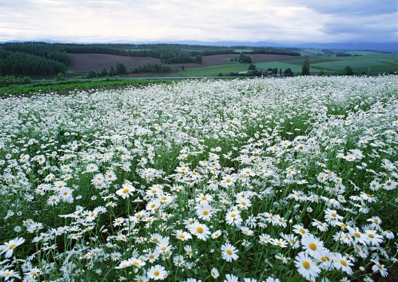 Поле ромашек фото Сказочные пейзажи Фурано и Биэй, остров Хоккайдо 0 Flower field, Most beautiful 