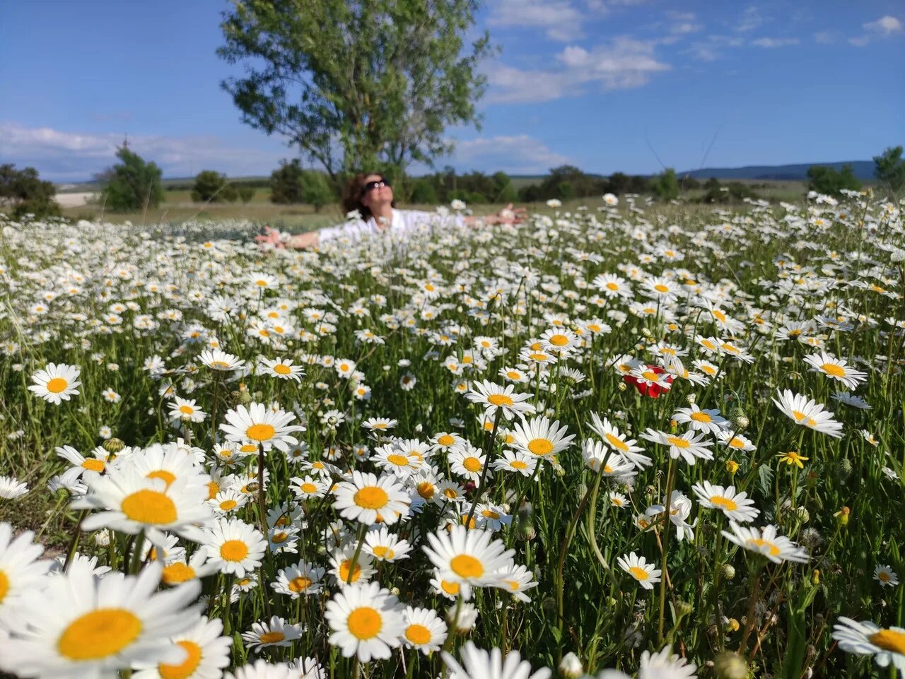 Поле ромашек фото Roma fields in the Crimea in May 2023 Походы по Крыму. Клуб "Неизведанный Мир" V