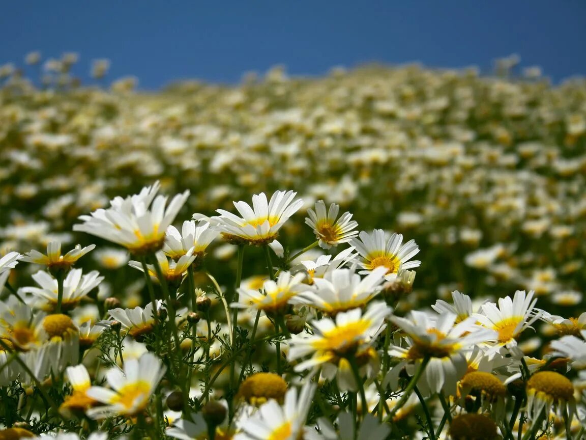 Поле ромашек фото в хорошем качестве Download wallpaper 1152x864 daisies, field, petals standard 4:3 hd background