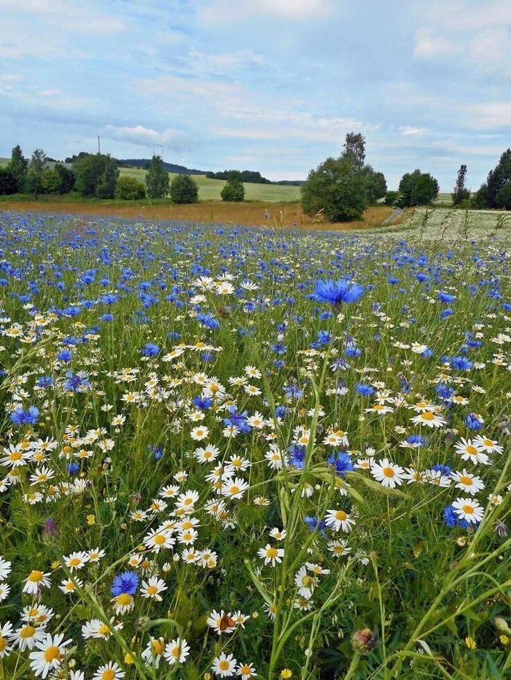 Поле ромашки васильки фото Pin by Cat Man Du on Flowering Fields in 2023 Nature, Farmland, Natural landmark