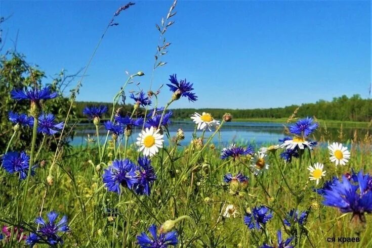 Поле ромашки васильки фото Pin by Сойка on ромашки и васильки Oil painting landscape, Wild flower meadow, L