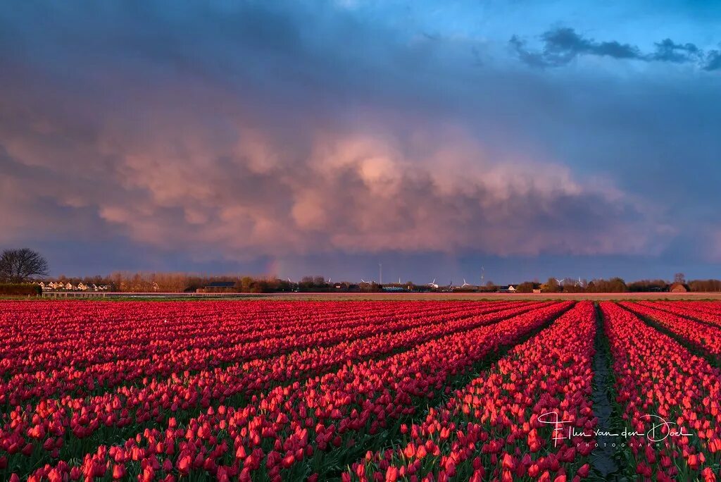 Поле роз фото Strong tulips De tulpen zijn weer prachtig op Goeree-Overf. Flickr