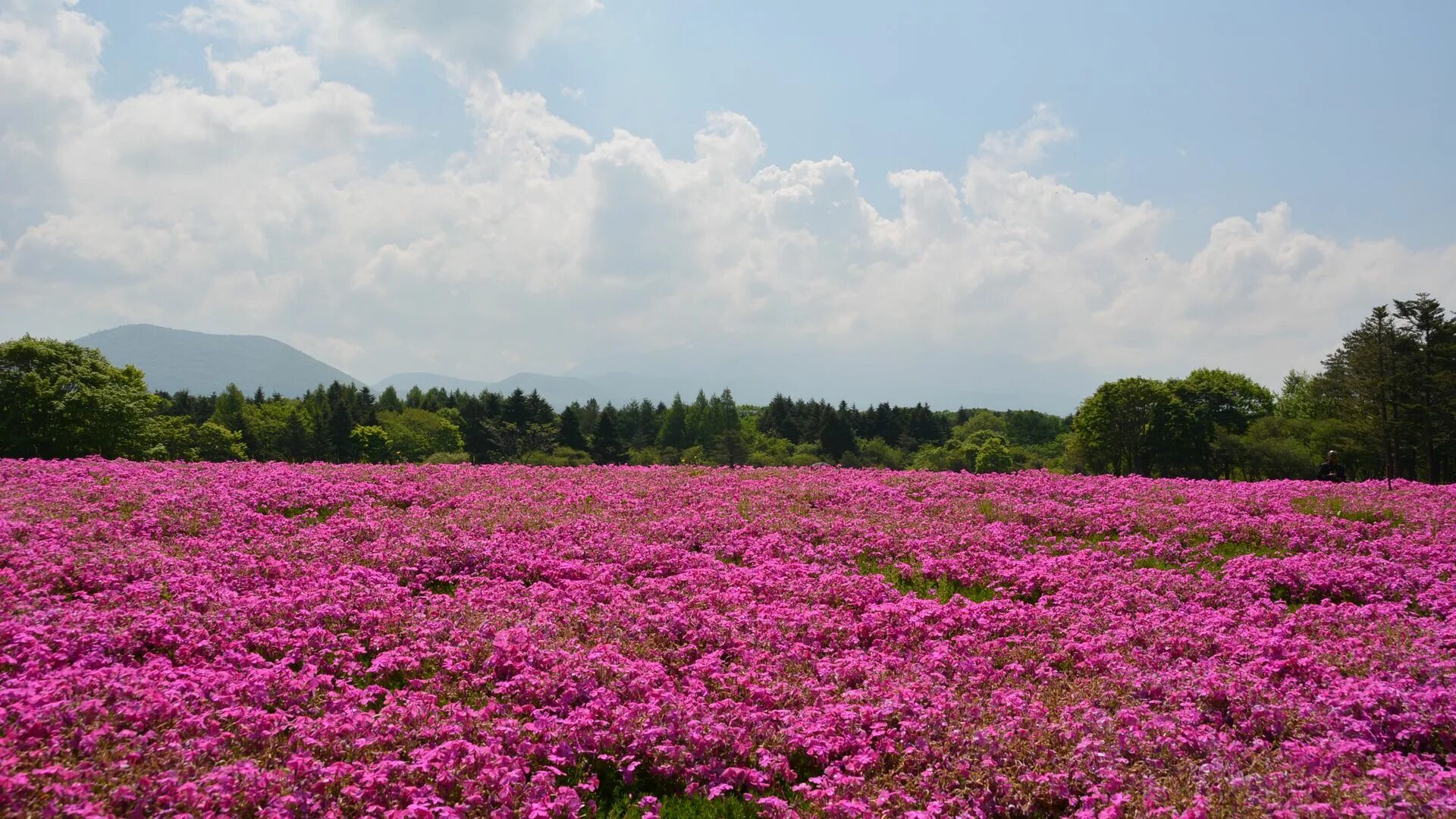 Поле розовых цветов фото Download wallpaper 1920x1080 field, flowers, pink, summer full hd, hdtv, fhd, 10