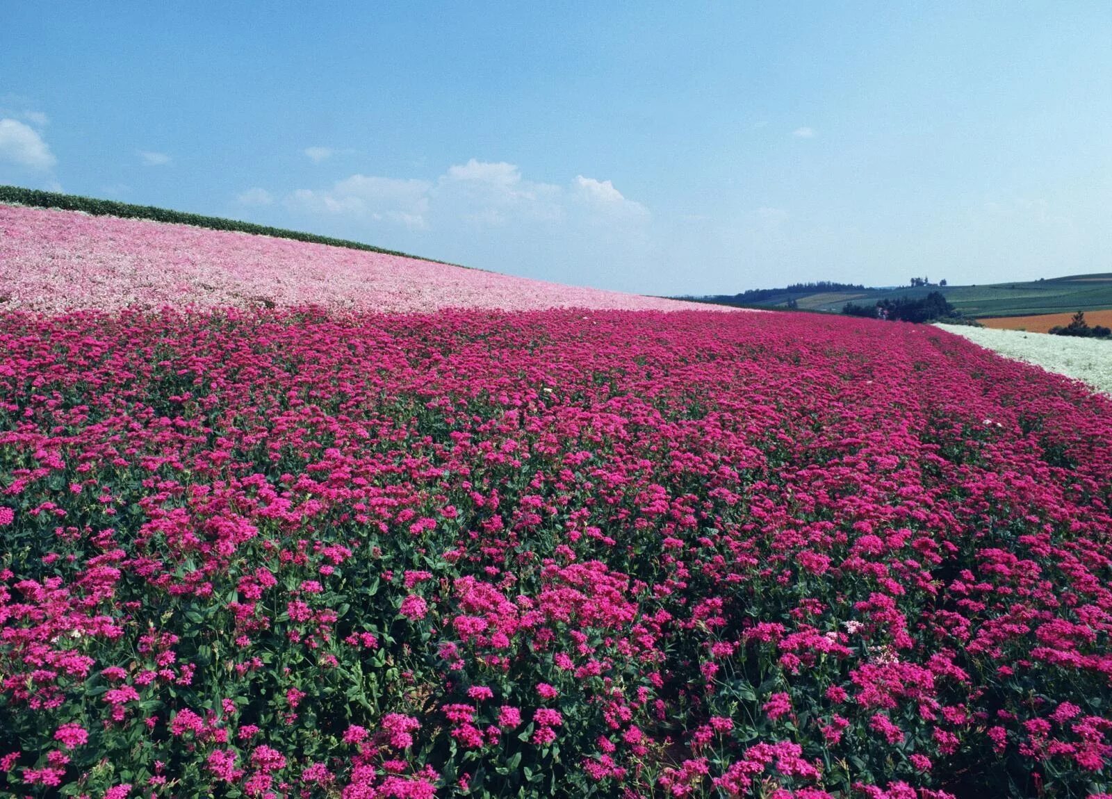 Поле розовых цветов фото Wallpaper : flowers, sky, field, summer, flower, grassland, flora, meadow, serie