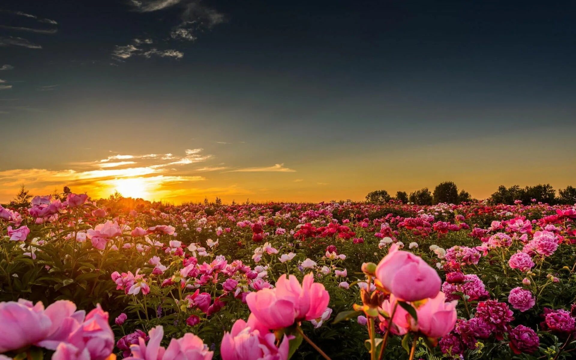 Поле розовых цветов фото pink rose flower #sunset #sunlight #flowers #rose pink roses #nature #landscape 