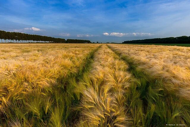 Поле ржи фото Fields & Harvest 1. - a gallery on Flickr