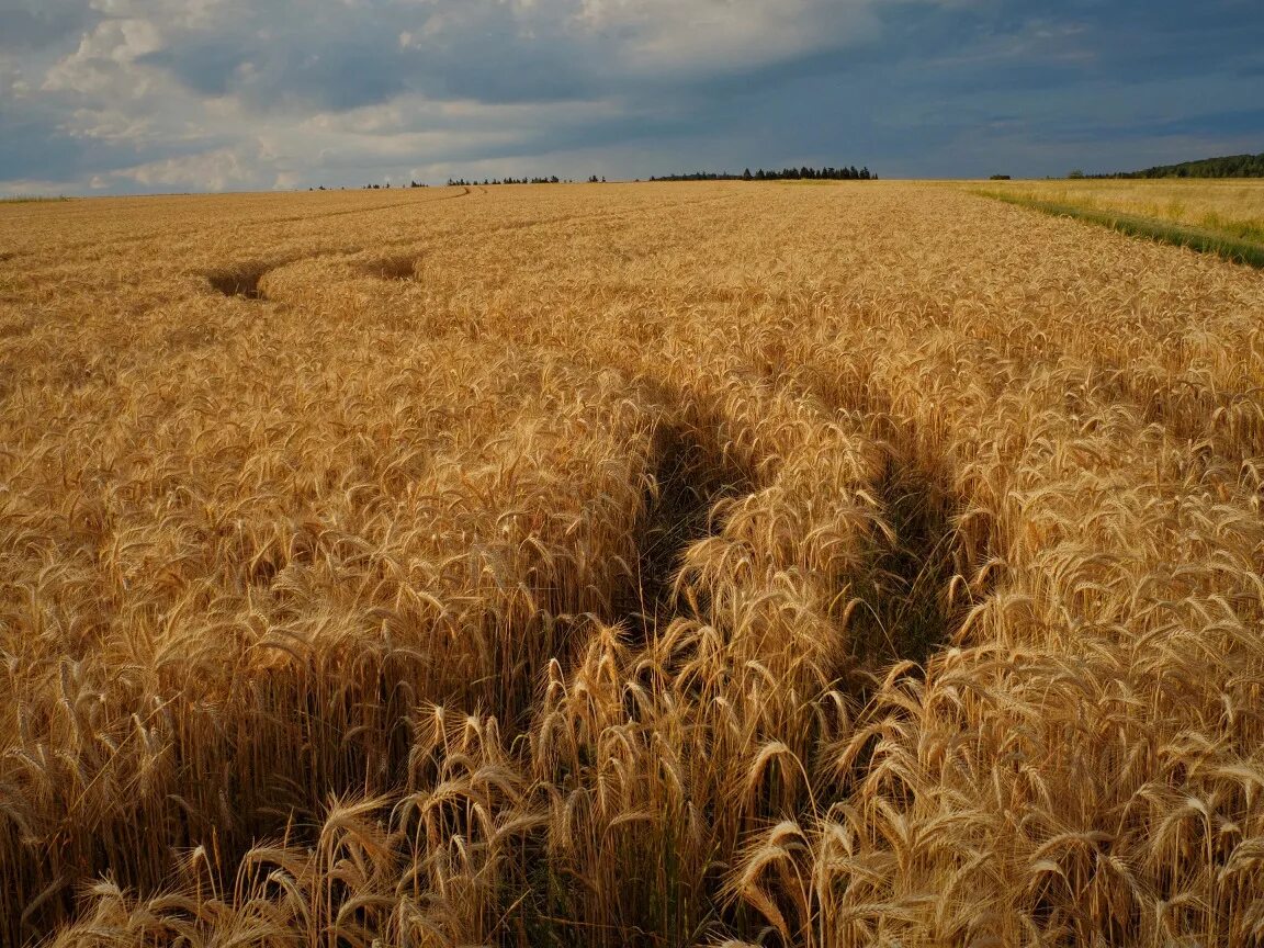 Поле ржи фото Скачать обои дорога, небо, рожь, простор, колея, колосья, злаки, ржаное поле, ра