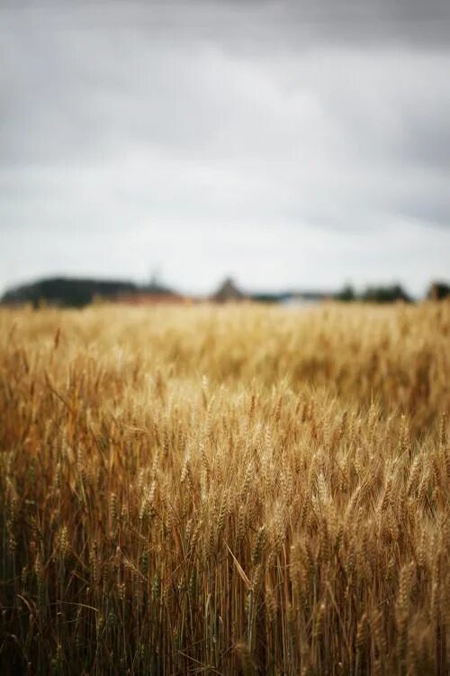 Поле ржи фото Desvre Wheat fields, A well traveled woman, Fields of gold