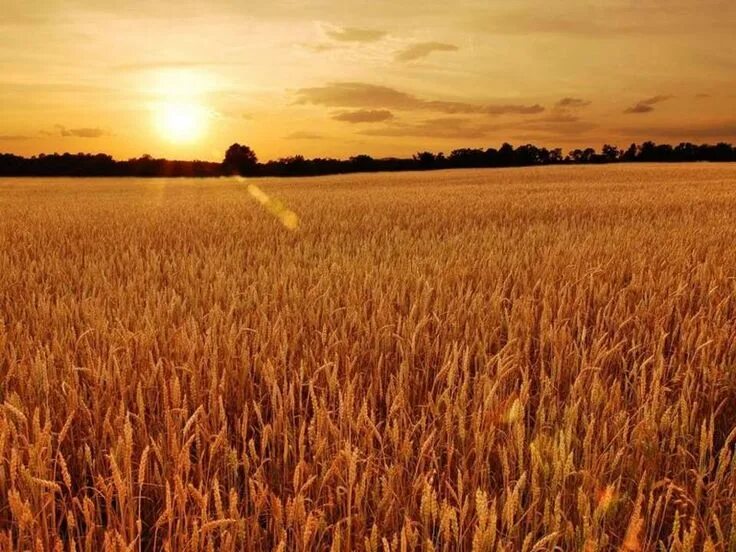 Поле ржи фото Image result for полынь, поле, рассвет, художественная фотография Sunset, Wheat 