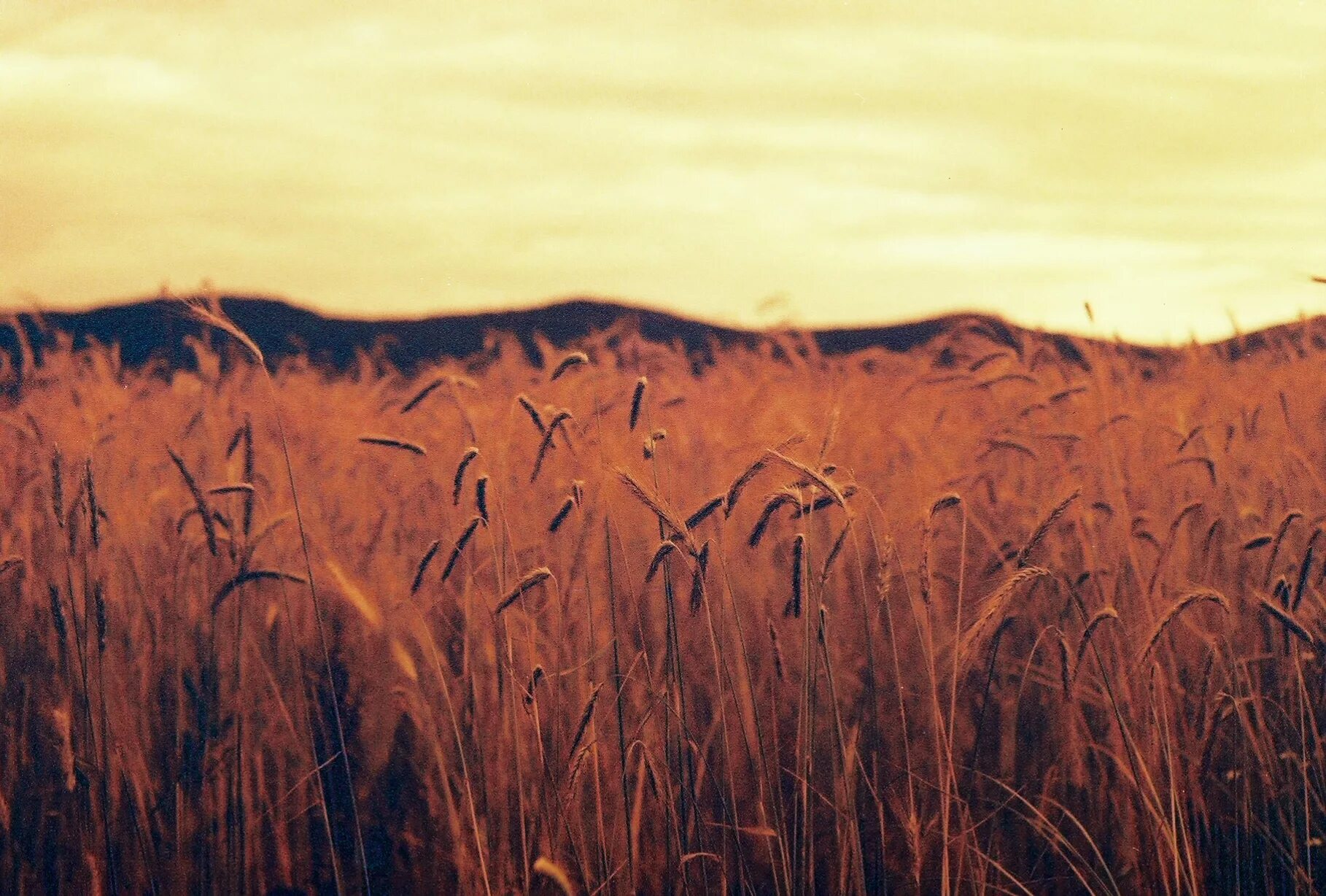 Поле ржи фото Wallpaper : film, analog, 35MM, grain, meadows, pentaxk1000, 50iso, westernmass,