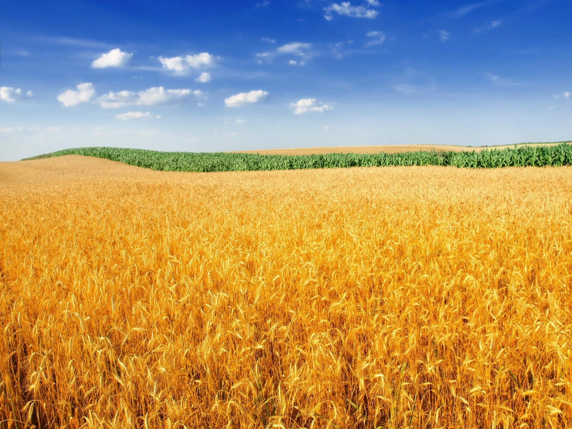 Поле с колосьями фото 1920x1440 wheat field desktop backgrounds wallpaper Field wallpaper, Wheat field