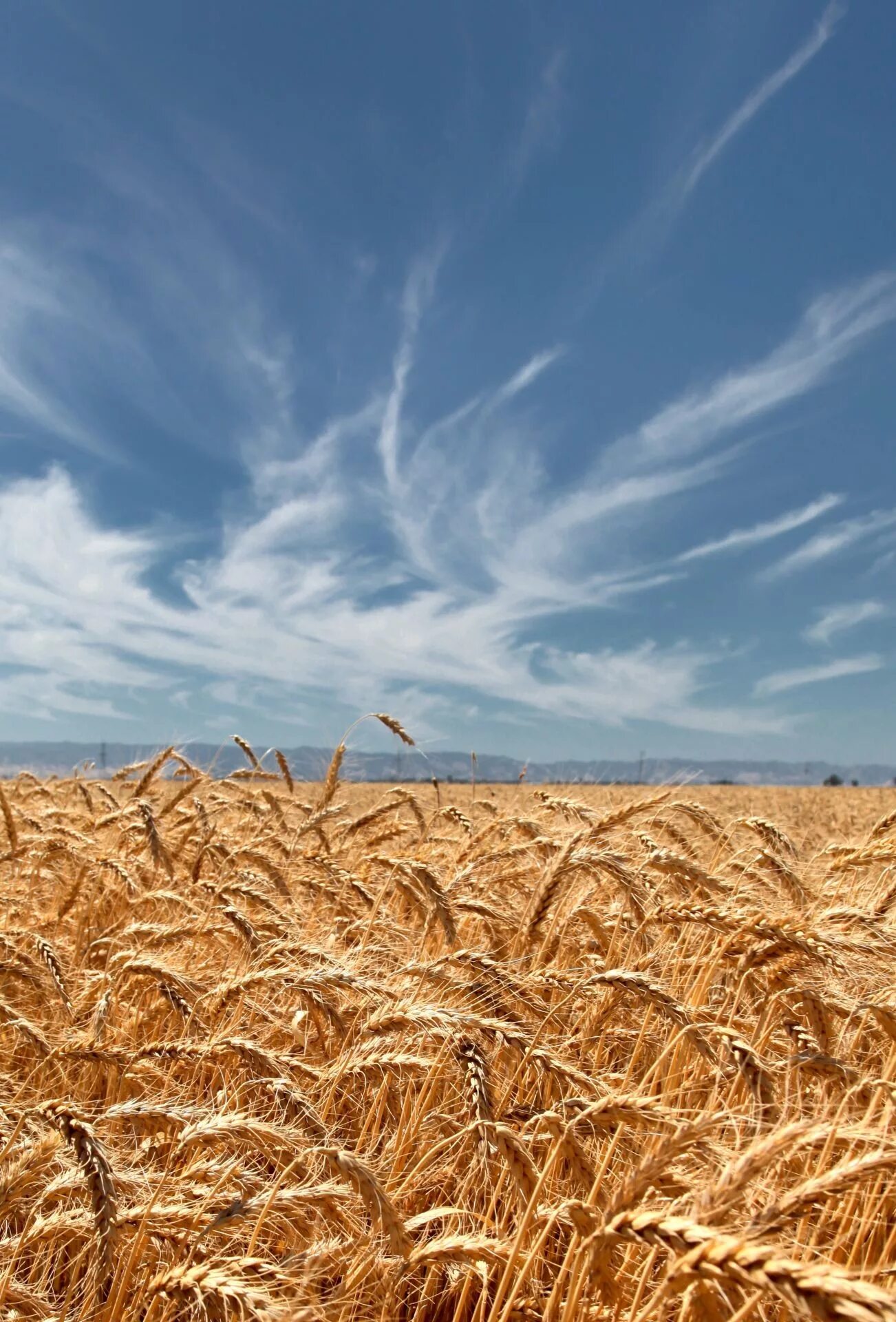 Поле с колосьями фото Wallpaper : sky, field, wheat, Rye, grassland, agriculture, prairie, crop, soil,