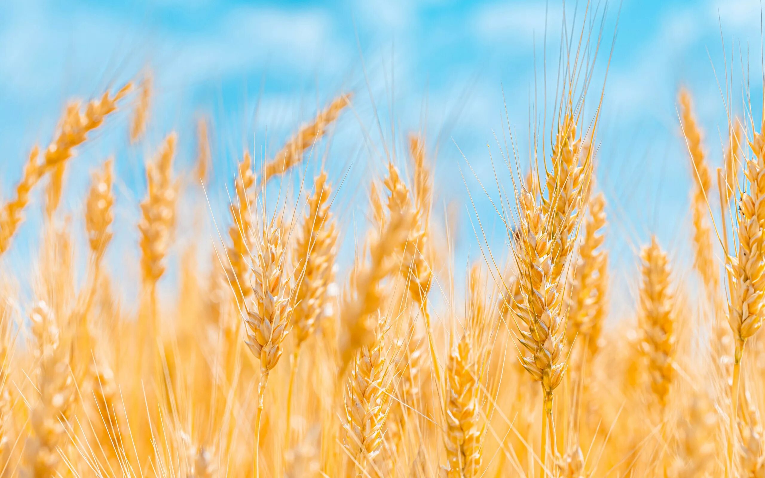 Поле с колосьями пшеницы фото Download wallpaper field, summer, the sky, clouds, nature, background, blue, rye