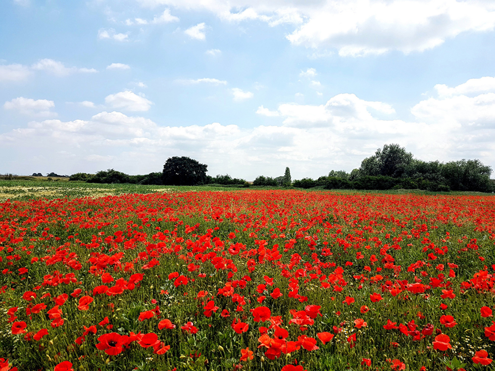 Поле с маками фото Photos Fields Poppies Flowers Many Landscape pictures, Poppies, Poppy flower