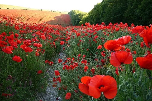 Поле с маками фото Poppy field Flower garden, Poppies, Flower field