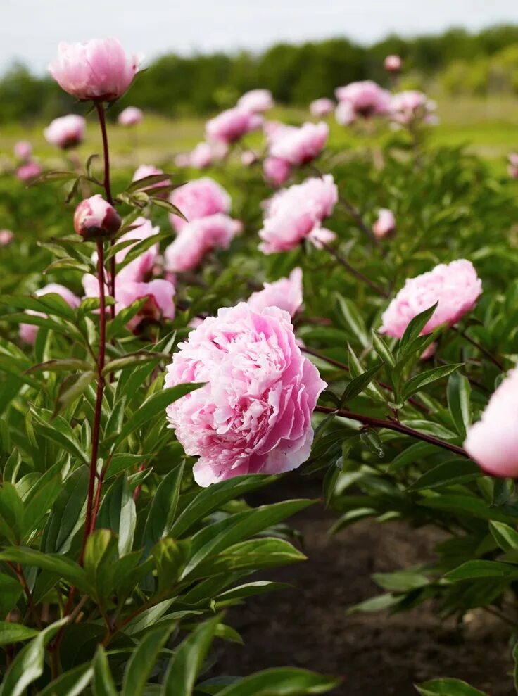 Поле с пионами фото field of pink peonies © Nicole Franzen Beautiful flowers garden, Flowers, Beauti