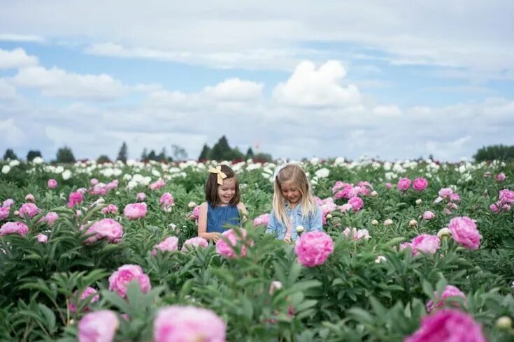 Поле с пионами фото Visiting the Oregon Peony Flower Fields - Flower field, Peonies season, Peony fl