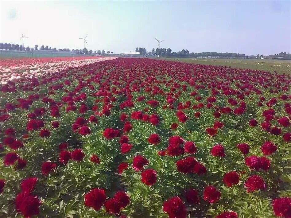 Поле с пионами фото 10 популярных идей на тему "поле пионов" для вдохновения