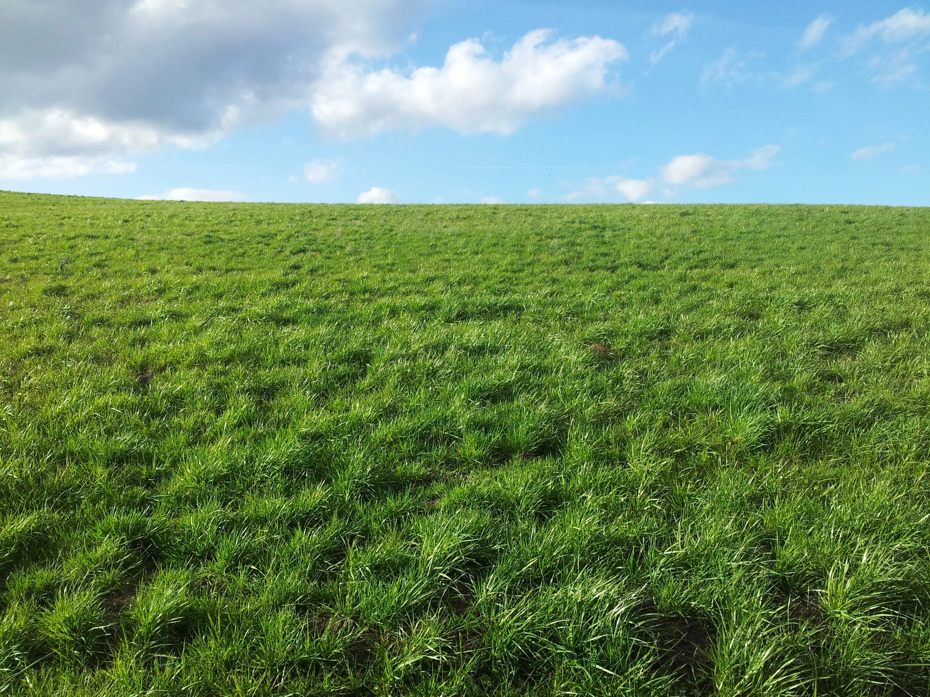 Поле с травой фото Free Images : landscape, field, lawn, meadow, prairie, crop, pasture, soil, agri