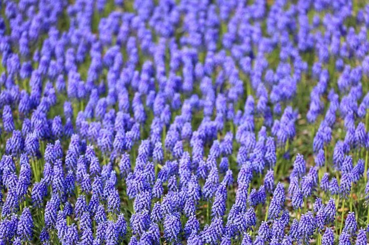 Поле синих цветов фото Pin on Flowers Carpet / 花 莚