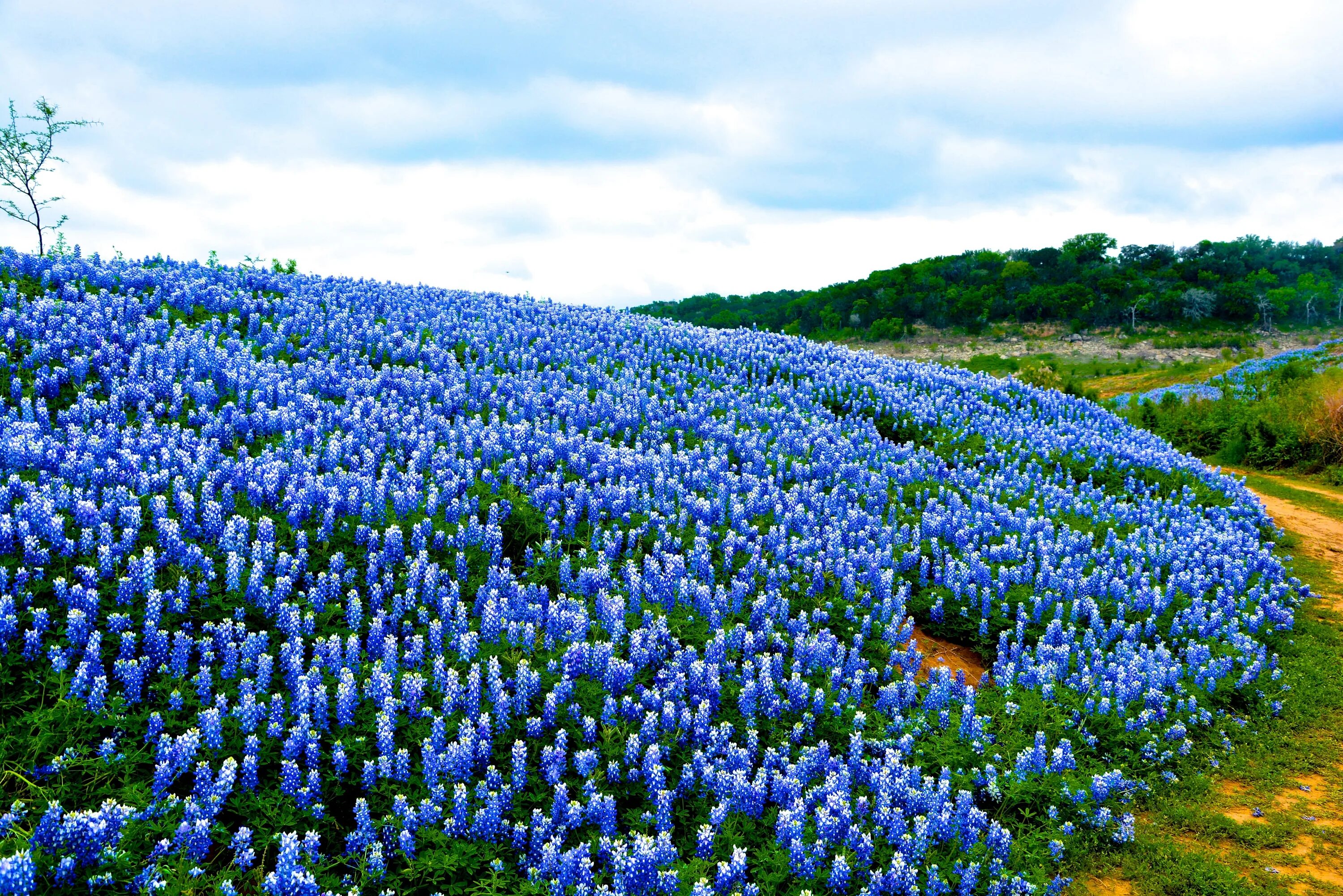 Поле синих цветов фото Free Images : field, meadow, flower, wildflower, bluebonnet, lupin, flowering pl