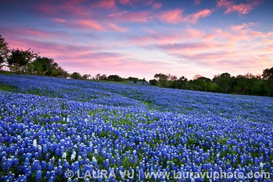 Поле синих цветов фото Bluebonnets, Ennis, TX Blue bonnets, Garden painting, Landscape