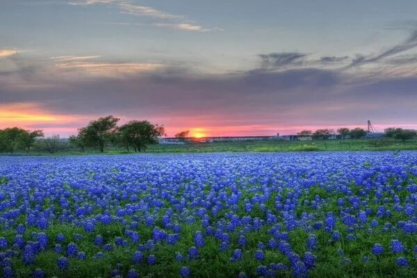 Поле синих цветов фото Tibios rayos de sol sobre un campo con flores azules (35526) Rayos de sol, Flore