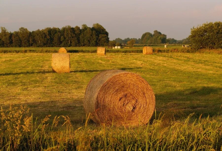 Поле со стогами сена фото Laeacco Farm Harvest Field Hay Bales Landscape Photography Backgrounds Vinyl Cus