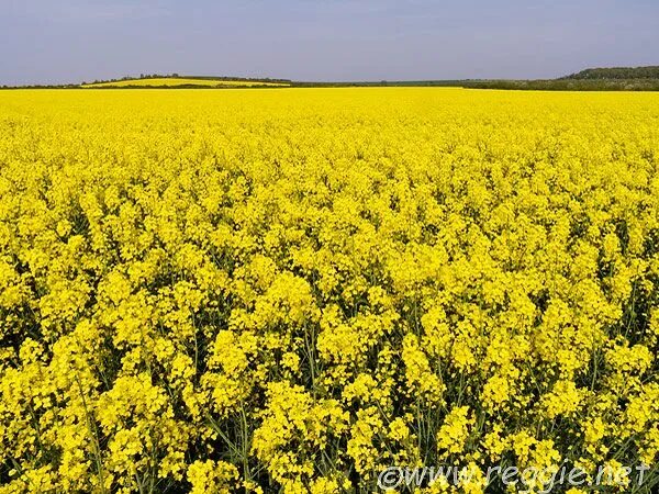 Поле сои цветущей фото Pin on Jaune